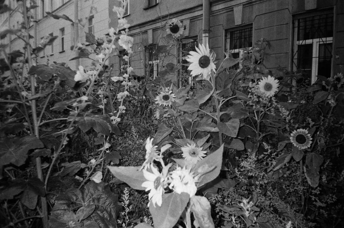 sunflower cinema